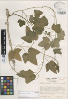 Paratype of Passiflora oaxacensis J.M. MacDougal [family PASSIFLORACEAE]