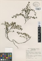 Paratype of Houstonia sharpii Terrell [family RUBIACEAE]