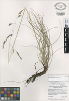 Paratype of Festuca valdesii Gonz.-Led. & S.D. Koch [family GRAMINEAE]