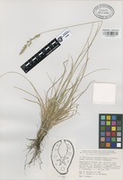 Isotype of Festuca durissima (Hack.) Kerguélen subsp. bellottii Auquier & Kerguélen [family GRAMINEAE]