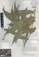 Paratype of Olmeca reflexa Soderstr. [family GRAMINEAE]