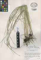 Isotype of Carex asynchrona Naczi [family CYPERACEAE]