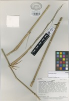 Isotype of Aulonemia fulgor Soderstr. [family GRAMINEAE]