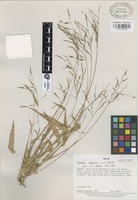 Isotype of Chusquea aperta L.G. Clark [family GRAMINEAE]