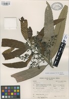 Paratype of Licaria velutina van der Werff [family LAURACEAE]