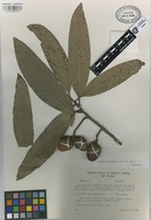 Paratype of Licaria velutina van der Werff [family LAURACEAE]