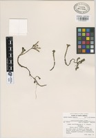 Isotype of Sedum latifilamentum R.T. Clausen [family CRASSULACEAE]
