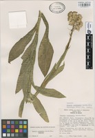 Paratype of Senecio rzedowskii García-Pérez [family COMPOSITAE]