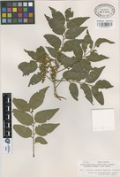 Isotype of Ateleia herbert-smithii Pittier [family LEGUMINOSAE]