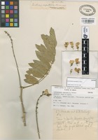 Isotype of Lonchocarpus spectabilis F.J. Herm. [family LEGUMINOSAE]