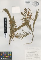 Paratype of Acacia mirandae L. Rico [family LEGUMINOSAE]