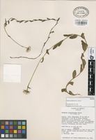 Isotype of Erigeron quiexobrensis G.L. Nesom [family COMPOSITAE]