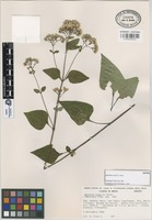 Isotype of Ageratina cruzii B.L. Turner [family COMPOSITAE]