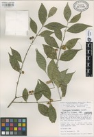 Isotype of Euonymus hernandezii Lundell [family CELASTRACEAE]