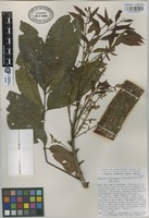 Paratype of Tapirira chimalapana T. Wendt & J.D. Mitch [family ANACARDIACEAE]