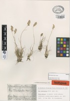 Syntype of Poa timoleontis Heldr. ex Boiss. [family GRAMINEAE]