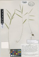 Isotype of Otatea fimbriata Soderstr. [family GRAMINEAE]