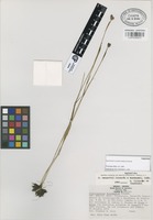 Paratype of Sisyrinchium conzattii Calderón & Rzed. [family IRIDACEAE]