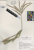 Isotype of Zea mays L. var. huehuetenangensis Iltis & J.F.Doebley [family GRAMINEAE]