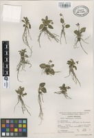 Isotype of Viola hemsleyana Calderón [family VIOLACEAE]