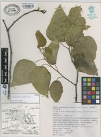 Isotype of Populus guzmanantlensis A. Vázquez & Cuevas [family SALICACEAE]