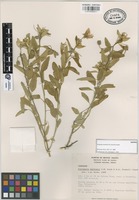 Isotype of Piriqueta mortonii S.D. Koch & Fryxell [family TURNERACEAE]