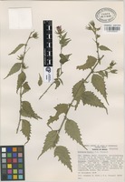 Holotype of Hibiscus kochii Fryxell [family MALVACEAE]