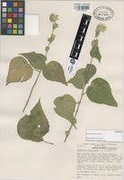 Holotype of Abutilon bracteosum Fryxell [family MALVACEAE]