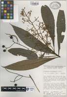 Isotype of Parathesis villalobosii Lundell [family MYRSINACEAE]