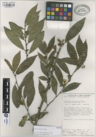 Paratype of Colubrina johnstonii T. Wendt [family RHAMNACEAE]