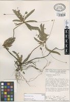 Isotype of Biophytum cowanii T. Wendt [family OXALIDACEAE]