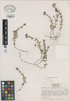Isotype of Houstonia sharpii Terrell [family RUBIACEAE]