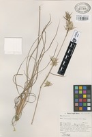 Paratype of Cymbopogon obtectus S.T. Blake [family GRAMINEAE]