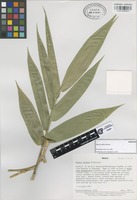 Paratype of Olmeca reflexa Soderstr. [family GRAMINEAE]
