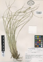 Paratype of Carex asynchrona Naczi [family CYPERACEAE]