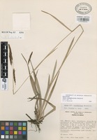 Holotype of Carex ixtapalucensis Reznicek [family CYPERACEAE]