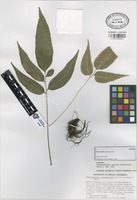 Isotype of Phanerophlebia gastonyi Yatsk. [family ASPLENIACEAE]