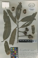 Paratype of Licaria velutina van der Werff [family LAURACEAE]