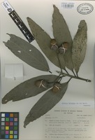 Paratype of Licaria velutina van der Werff [family LAURACEAE]
