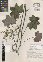 Isotype of Senecio metepecus B.L. Turner [family COMPOSITAE]