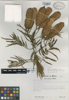 Isotype of Acacia mirandae L. Rico. [family LEGUMINOSAE]