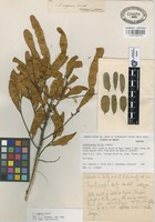 Isotype of Lonchocarpus gillyi Lundell [family LEGUMINOSAE]