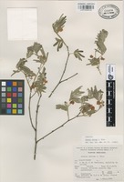 Paratype of Acacia velvae L. Rico [family LEGUMINOSAE]