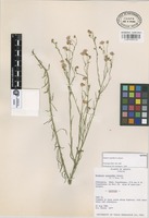 Isotype of Erigeron sceptrifer G.L. Nesom [family COMPOSITAE]