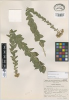 Isotype of Ageratina gonzalezorum B.L. Turner [family COMPOSITAE]