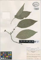 Isotype of Crossopetalum gomezii Lundell [family CELASTRACEAE]
