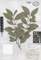 Paratype of Buxus moctezumae Eg. Köhler, R. Fernández & Zamudio [family BUXACEAE]