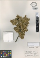 Isotype of Berberis albicans Zamudio & Marroq. [family BERBERIDACEAE]