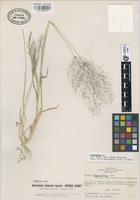 Paratype of Sporobolus coahuilensis J. Valdés [family GRAMINEAE]