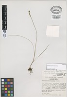 Paratype of Sisyrinchium conzattii Calderón & Rzed. [family IRIDACEAE]